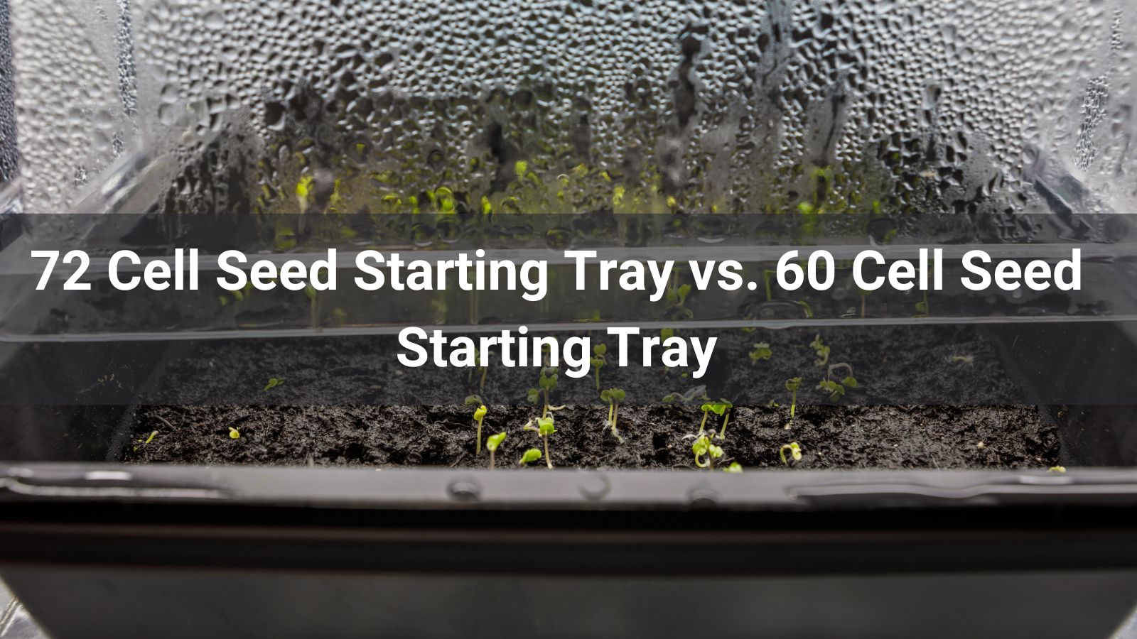 72 Cell Seed Starting Tray vs 60 Cell Seed Starting Tray