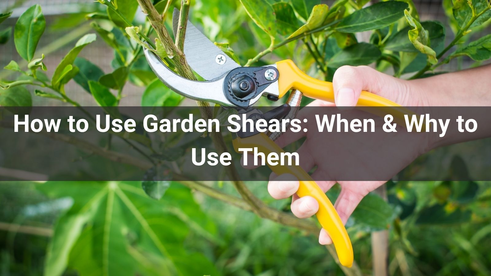 How to Use Garden Shears: When & Why to Use Them