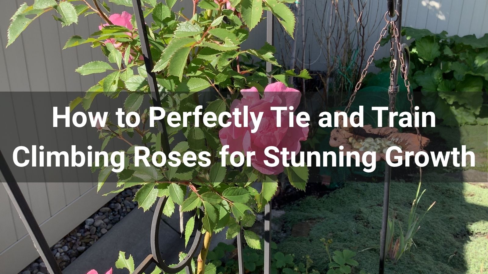 How to Perfectly Tie and Train Climbing Roses for Stunning Growth