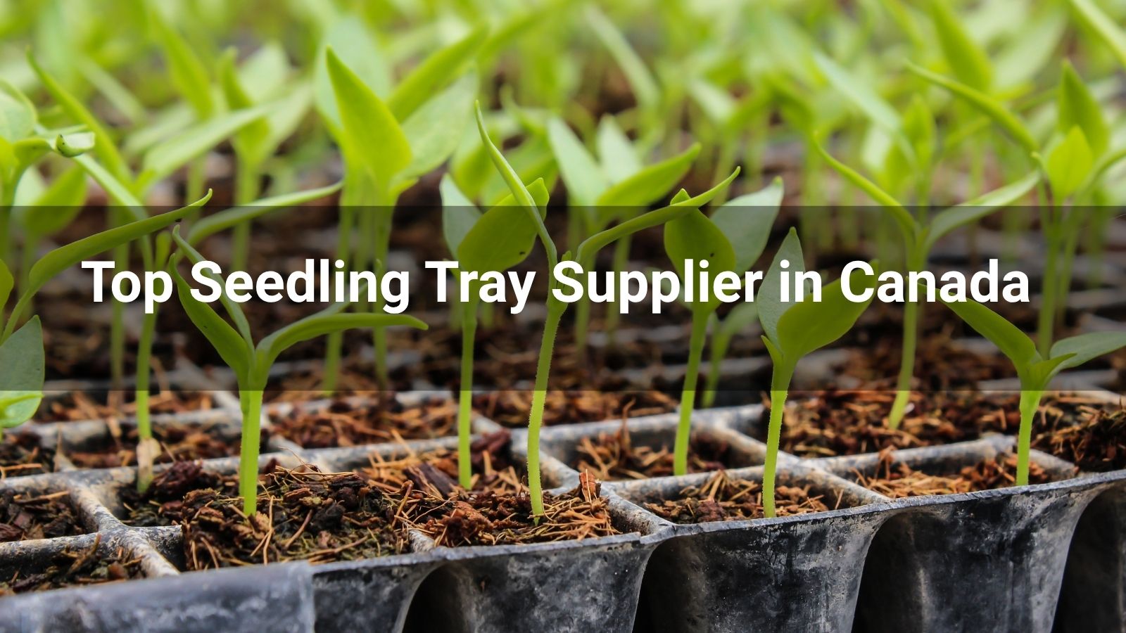 Top 10 Seedling Tray Suppliers in Canada 2025