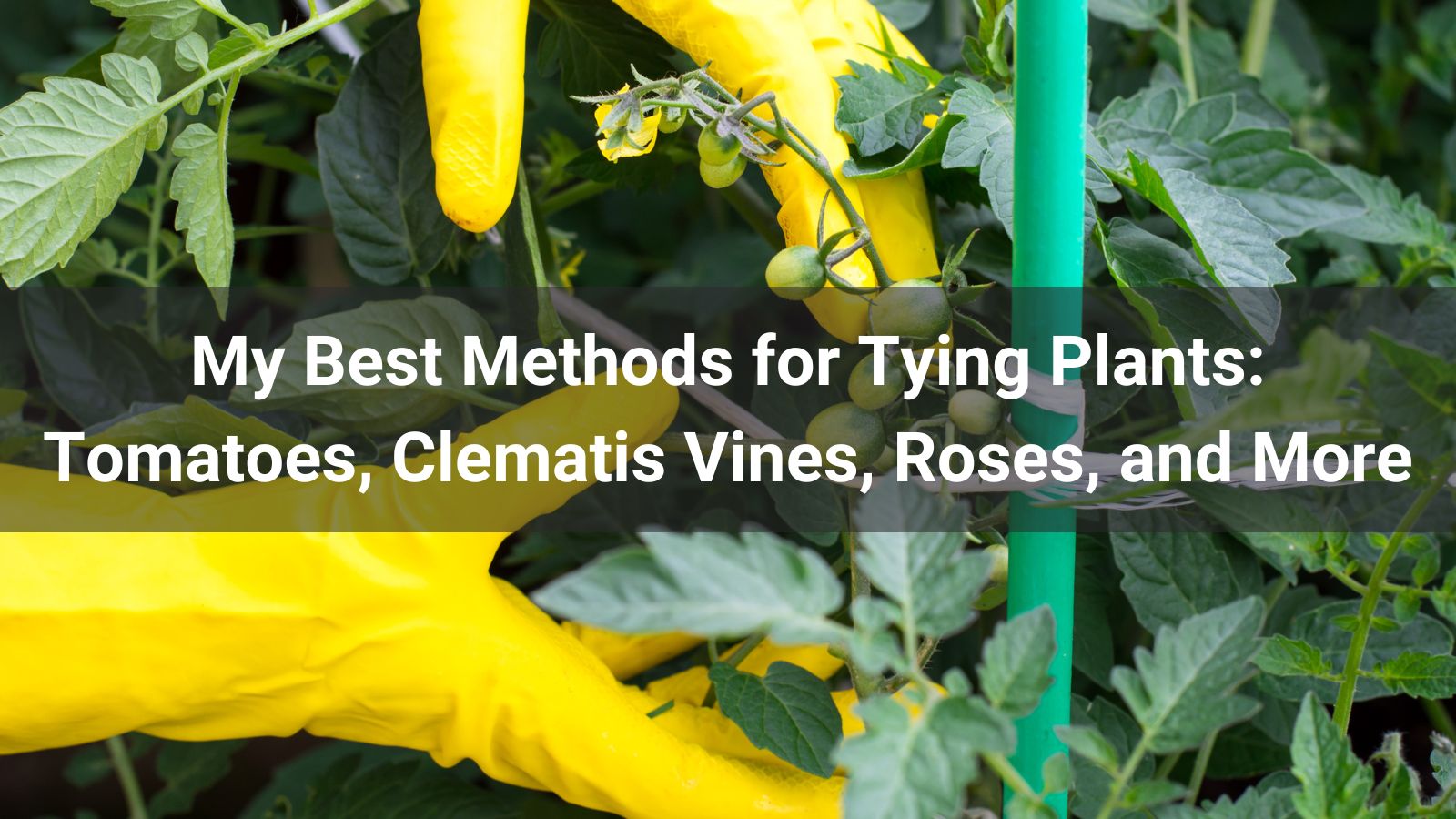 Best Ways to Tie Plants: Tomato, Clematis Vines, Roses, and More