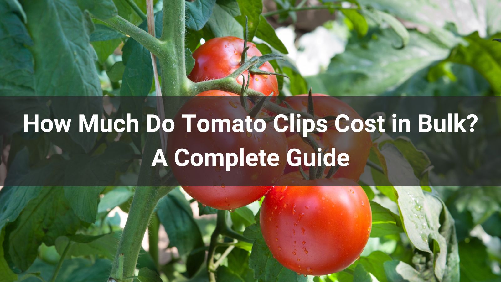 How Much Do Tomato Clips Cost in Bulk? A Complete Guide