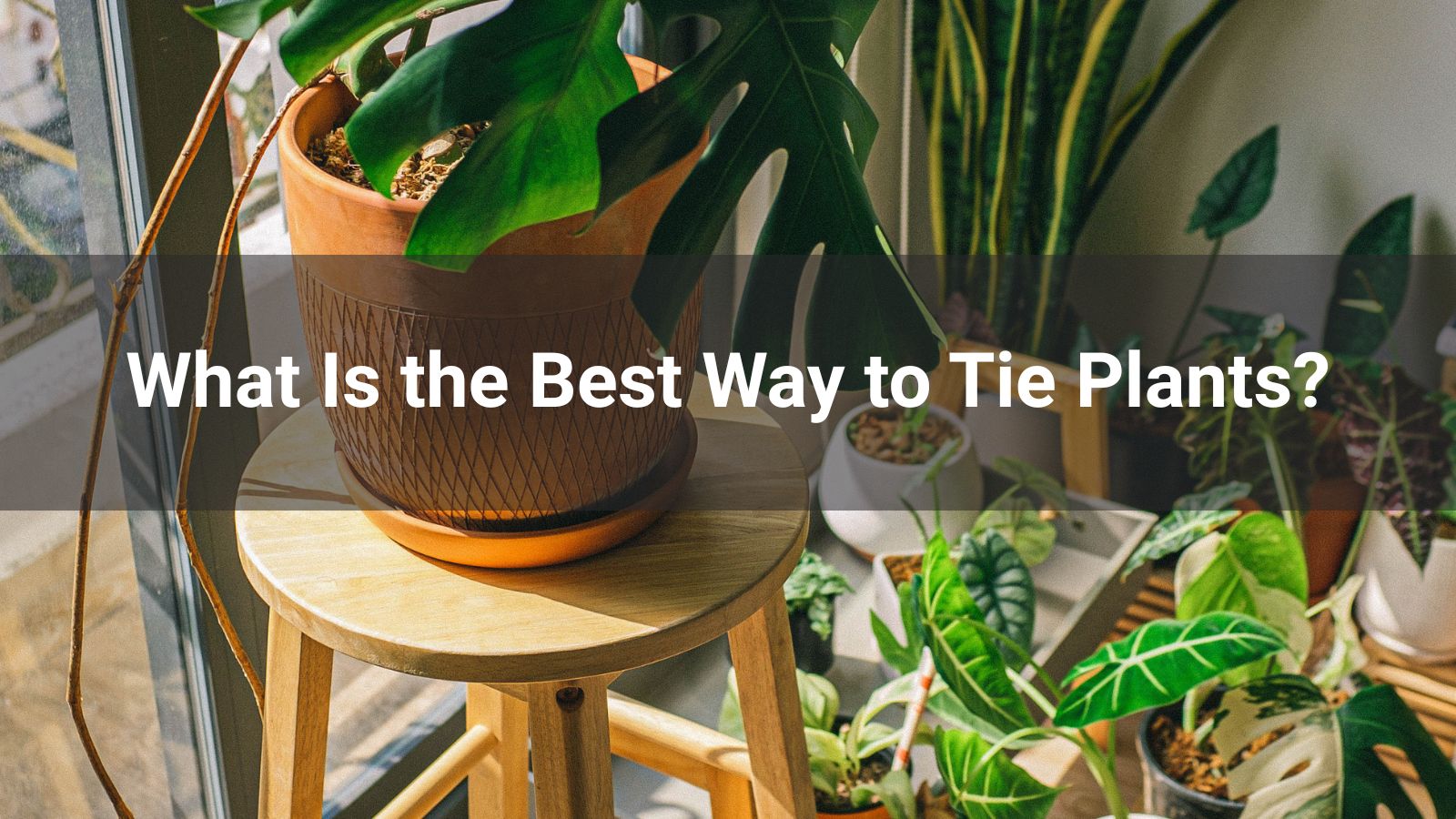 What Is the Best Way to Tie Plants?