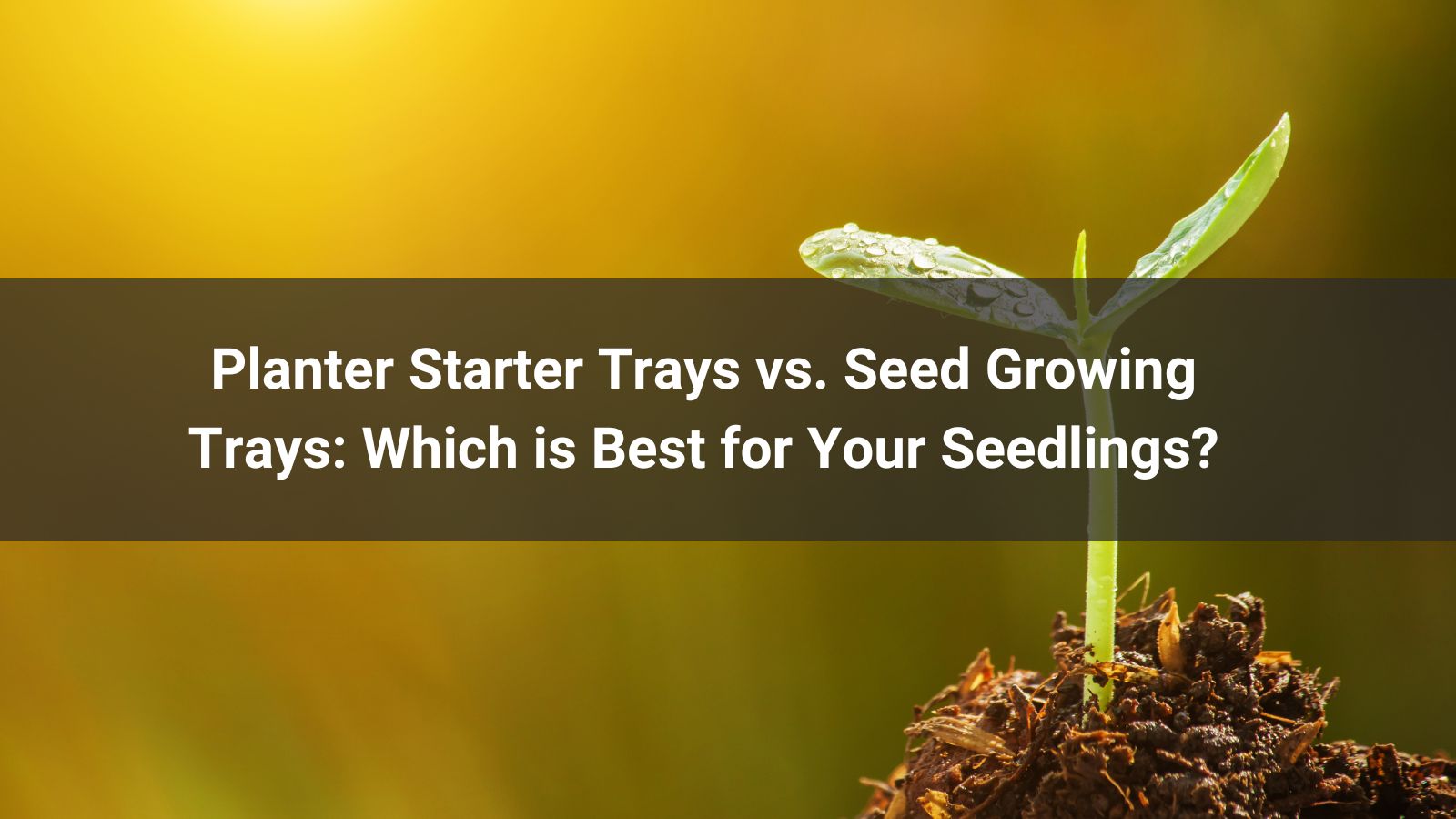 Planter Starter Trays vs. Seed Growing Trays: Which is Best for Your Seedlings?
