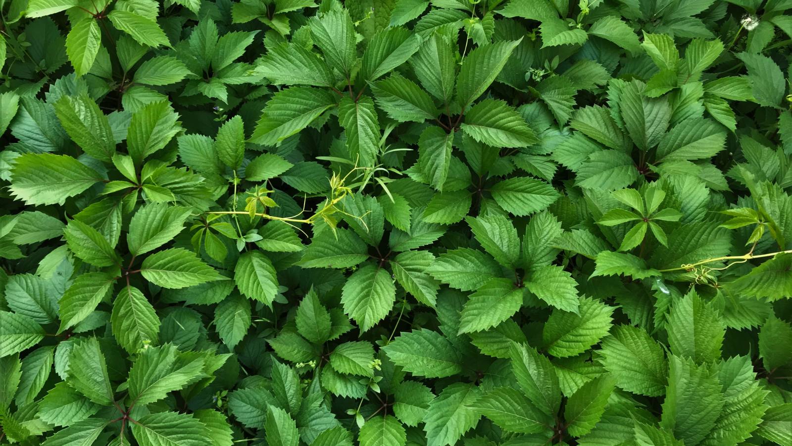  Top 10 Plant Clips Manufacturers in the World 2026