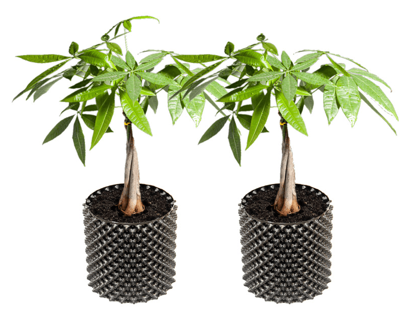 Black Garden Air Pruning Fabric Pots