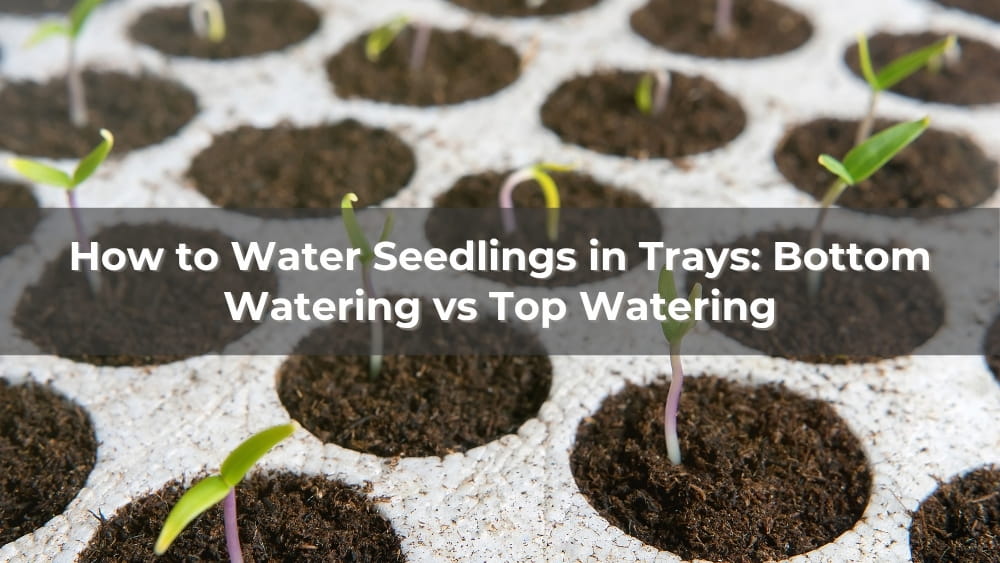 How to Water Seedlings in Trays: Bottom Watering vs Top Watering