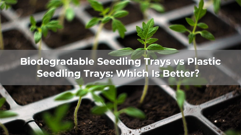 Biodegradable Seedling Trays vs Plastic Seedling Trays: Which Is Better？